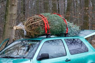 Zapomeňte na gumicuky! Jak správně převážet vánoční stromek a za co hrozí pokuta - Garáž.cz